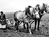 L'usage des animaux